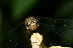Orthetrum julia