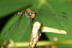 Orthetrum julia