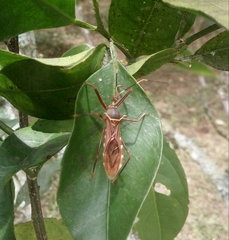 Isocondylus elongatus