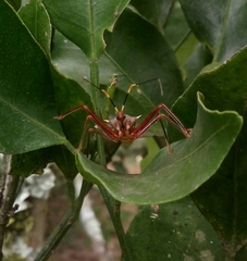 Isocondylus elongatus
