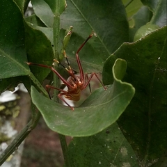 Isocondylus elongatus