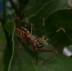 Isocondylus elongatus