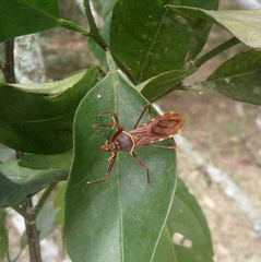 Isocondylus elongatus