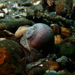 Cryptonatica aleutica