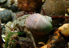 Cryptonatica aleutica