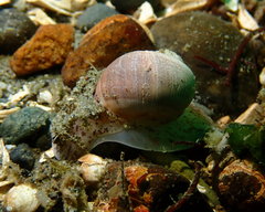 Cryptonatica aleutica