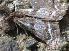 Leucobrephos brephoides