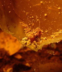 Spirontocaris prionota