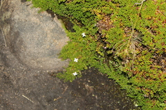 Arcytophyllum muticum