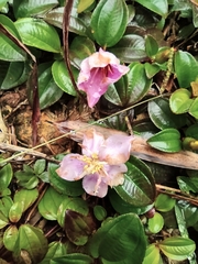 Melastoma dodecandrum