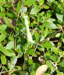 Hierodula membranacea