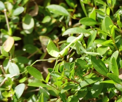 Hierodula membranacea