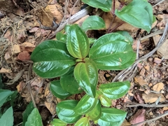 Melastoma dodecandrum