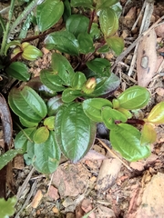 Melastoma dodecandrum