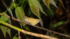 Hylephila phyleus phyleus