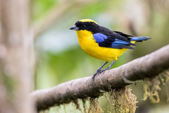 Blue-Winged Mountain-Tanager photo 4