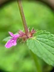 Stachys elliptica