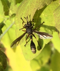 Physocephala furcillata