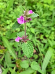 Stachys elliptica