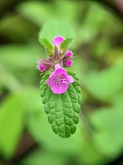 Stachys elliptica