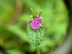 Stachys elliptica