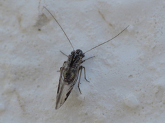 Amphigerontia contaminata
