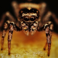 Heliophanus edentulus