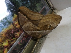 Eryphanis