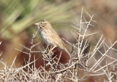 Passerculus sandwichensis rostratus