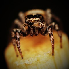 Heliophanus edentulus