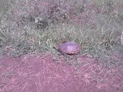 Kinosternon hirtipes