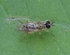 Solva pallipes