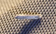 Haplochrois bipunctella