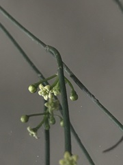 Orthosia stenophylla