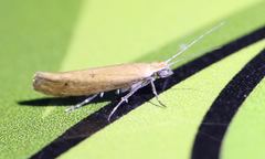 Ypsolopha ochrella