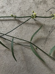 Orthosia stenophylla