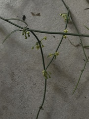Orthosia stenophylla