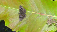 Viola violella