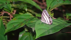 Pareuptychia binocula