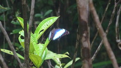 Morpho deidamia