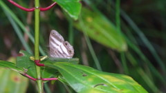 Pareuptychia hesionides