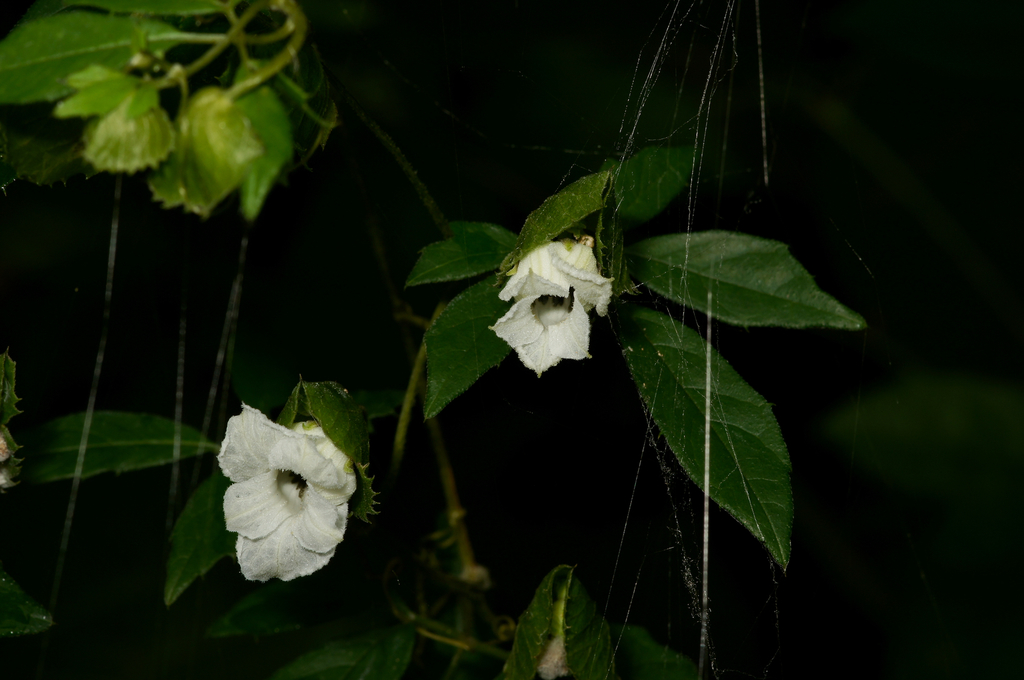 Momordica cissoides
