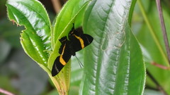 Ancyluris tedea