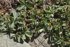 Sibbaldia parviflora