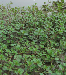 Ludwigia helminthorrhiza