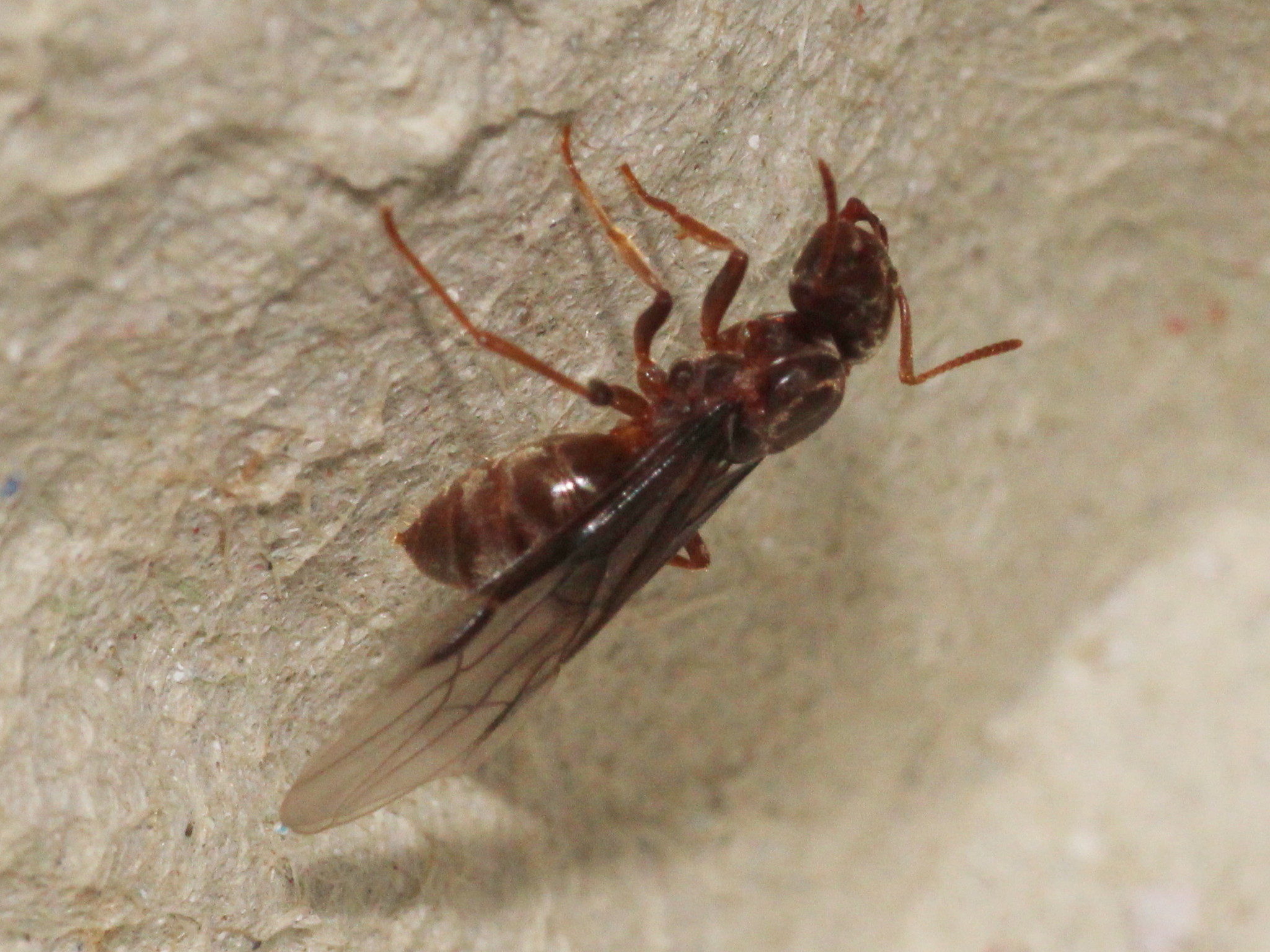 Chthonolasius