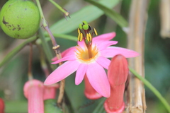 Passiflora hyacinthiflora