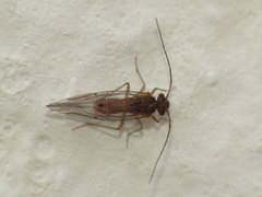 Lachesilla