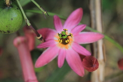 Passiflora hyacinthiflora