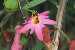 Passiflora hyacinthiflora